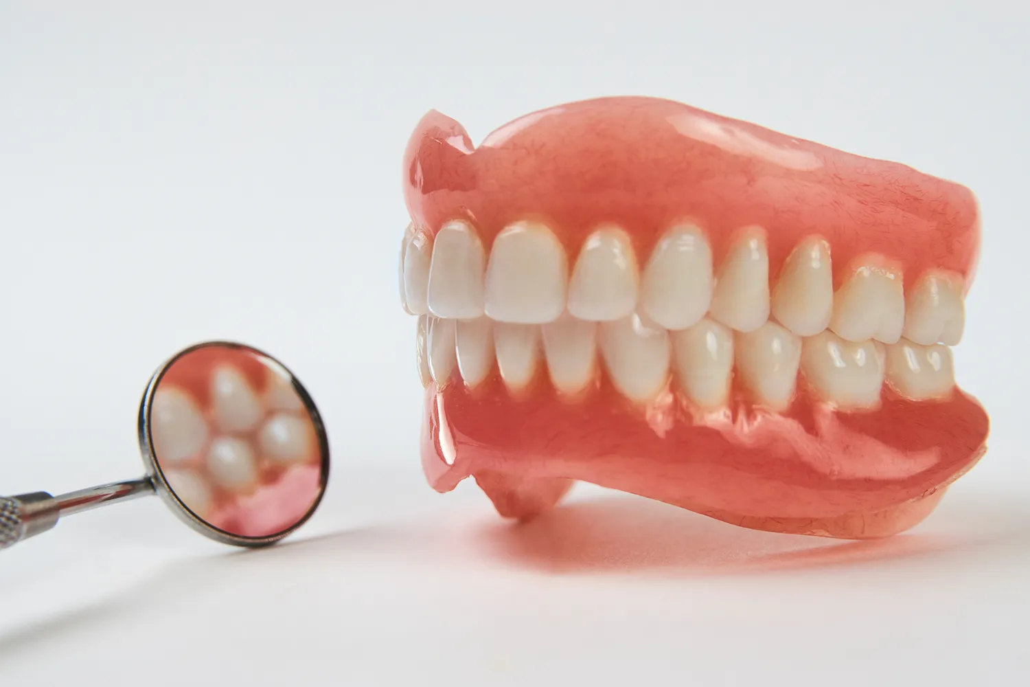 歯の模型